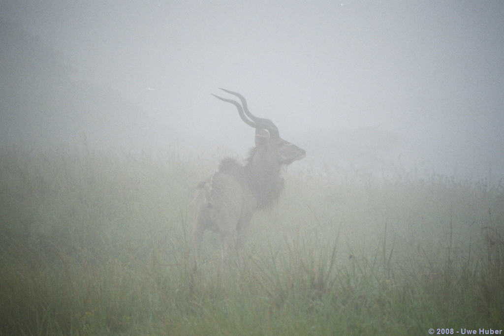 Kudu@ITHALA
