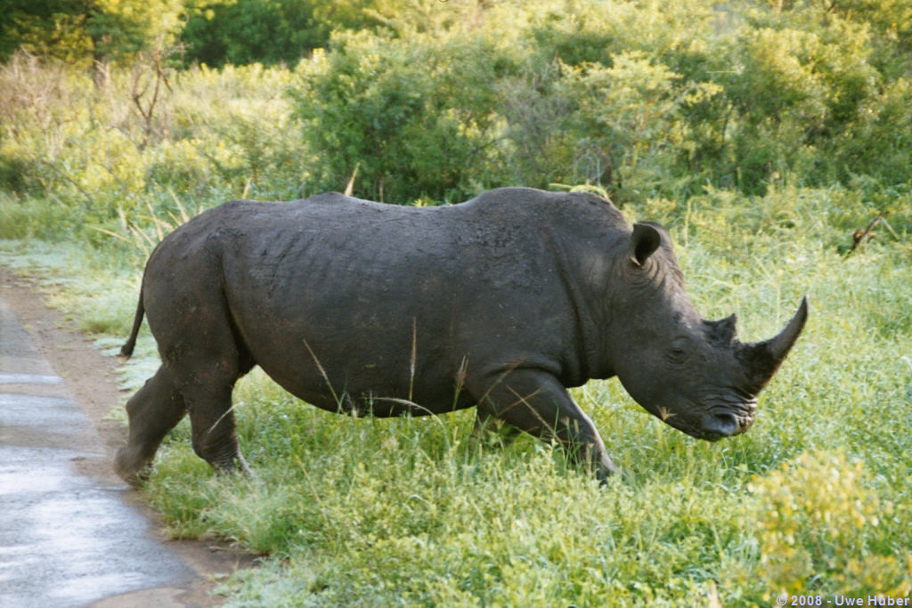 Rhino@HLUHLUWE