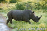 Rhino@HLUHLUWE